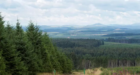 Drooping conifer branch