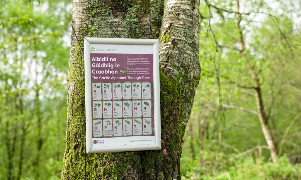 A sign on a tree with the Gaelic alphabet on it