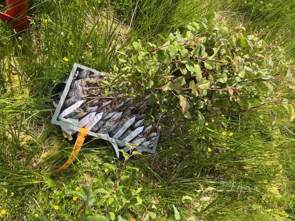 A tray of apple saplings on grass