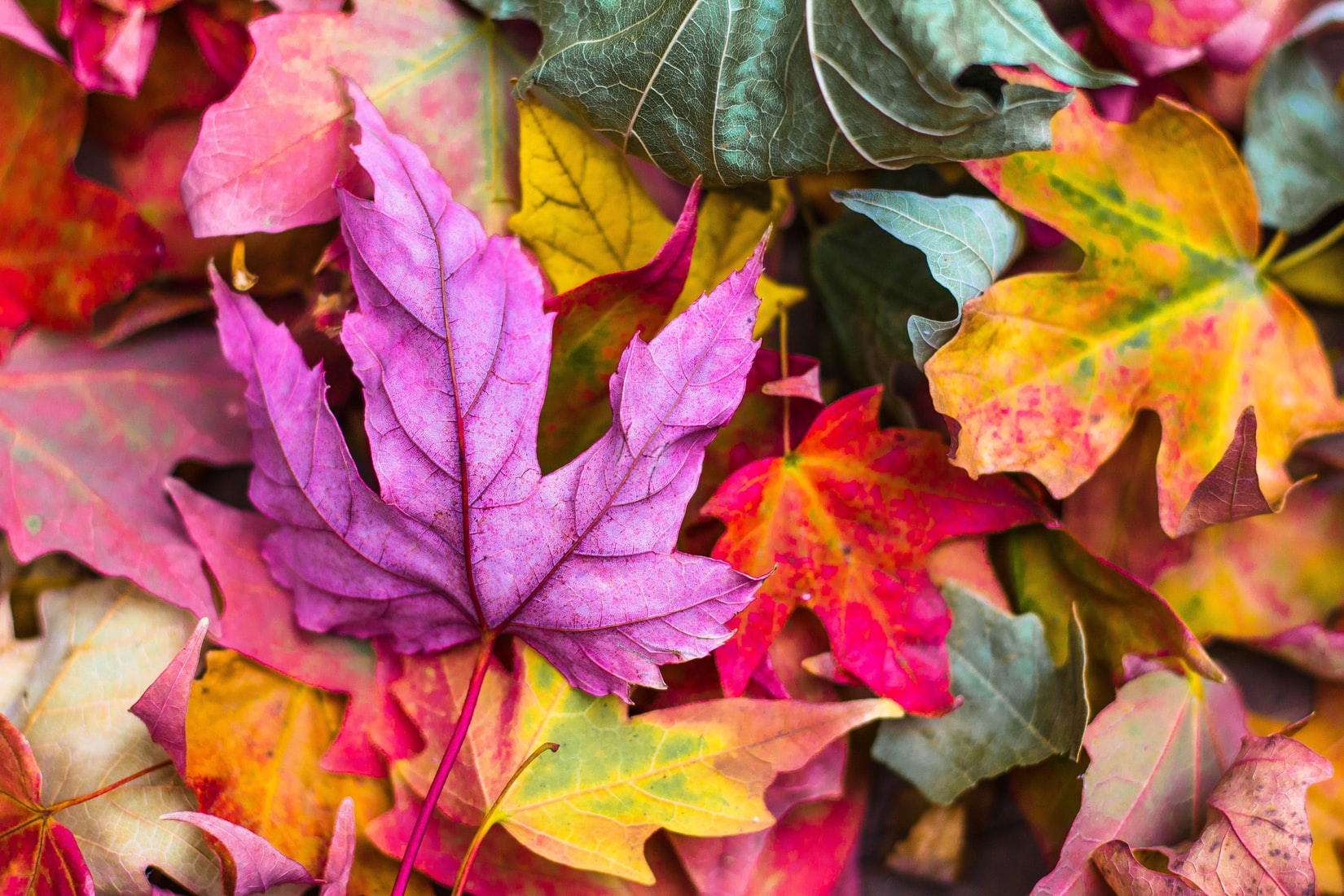 Varied collection of brightly coloured leaves