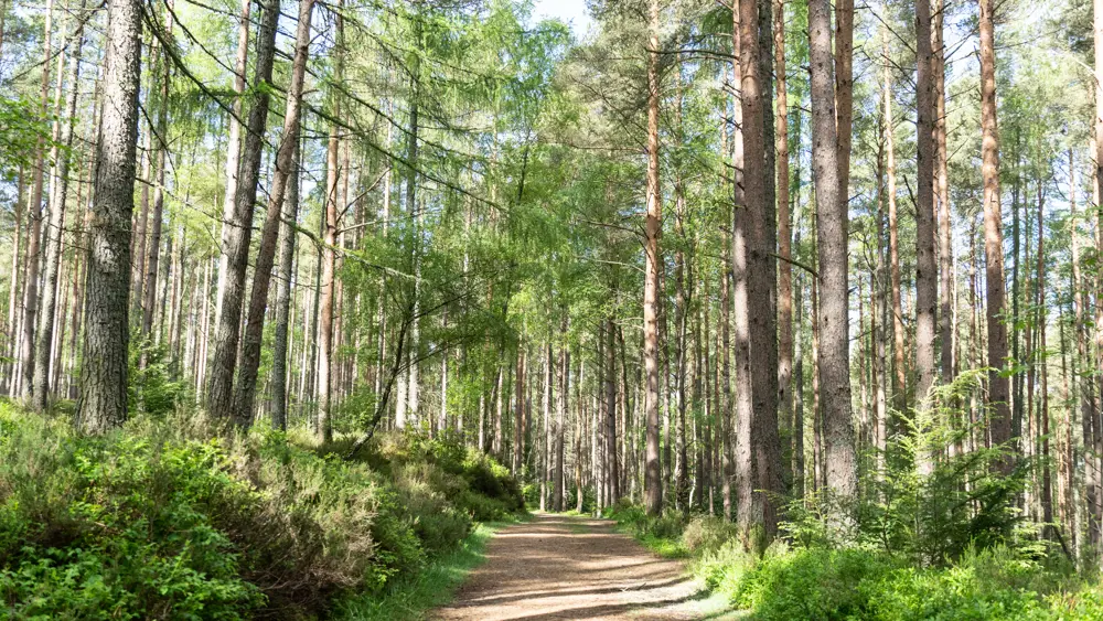 Sunny treed path in a forest