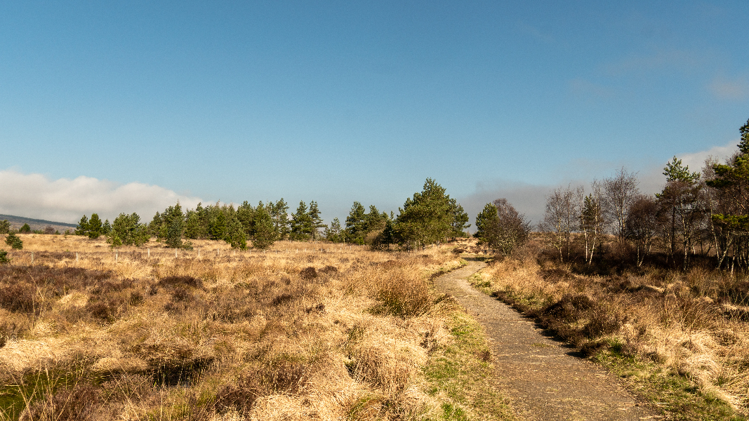 Drooping conifer branch