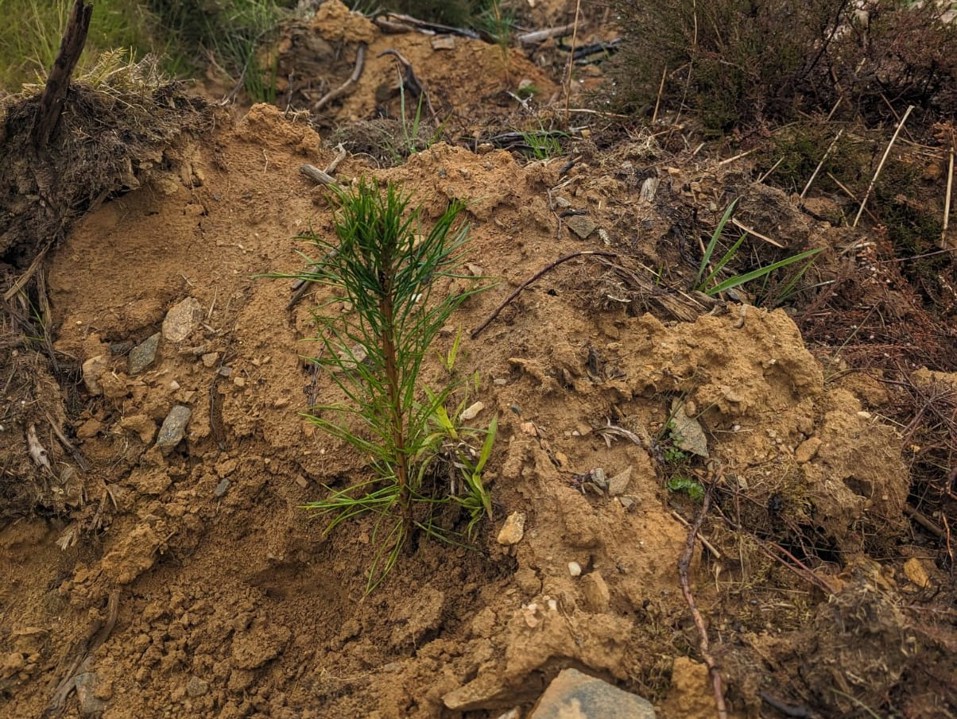 A small tree planted in mud