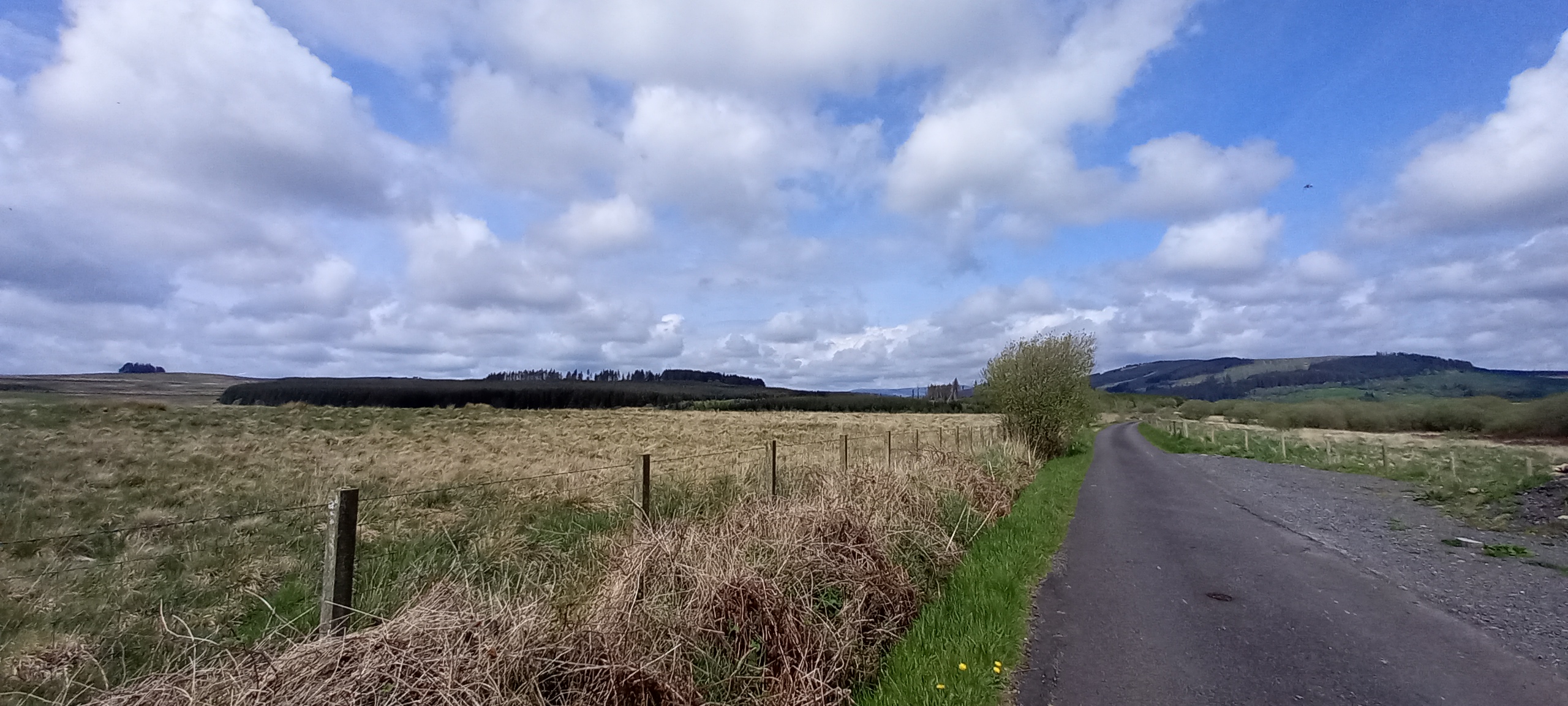 Gledenholm Forest photo