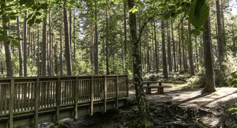 Drooping conifer branch