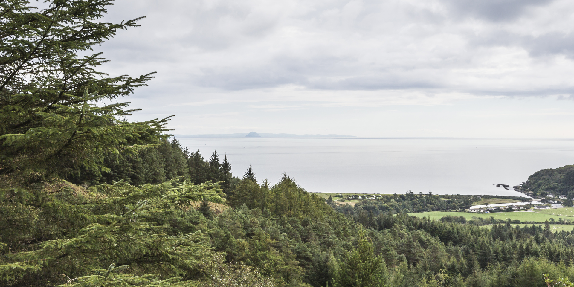 Drooping conifer branch