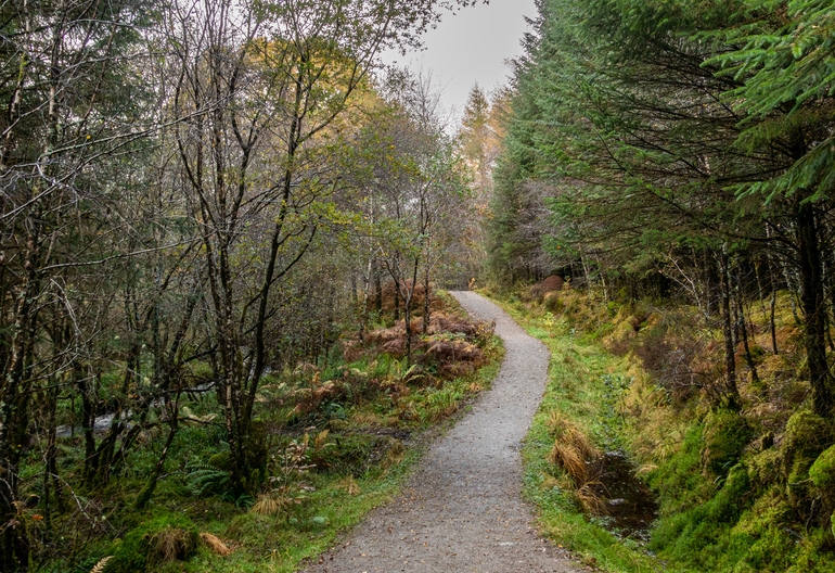 A forest trail in a mixed treed area 