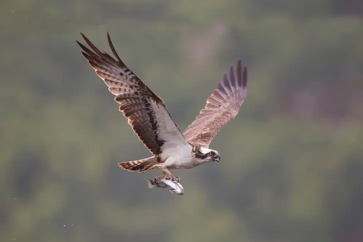 Osprey (copyright: Pete Cairns/2020Vision) Osprey flying while carrying a fish