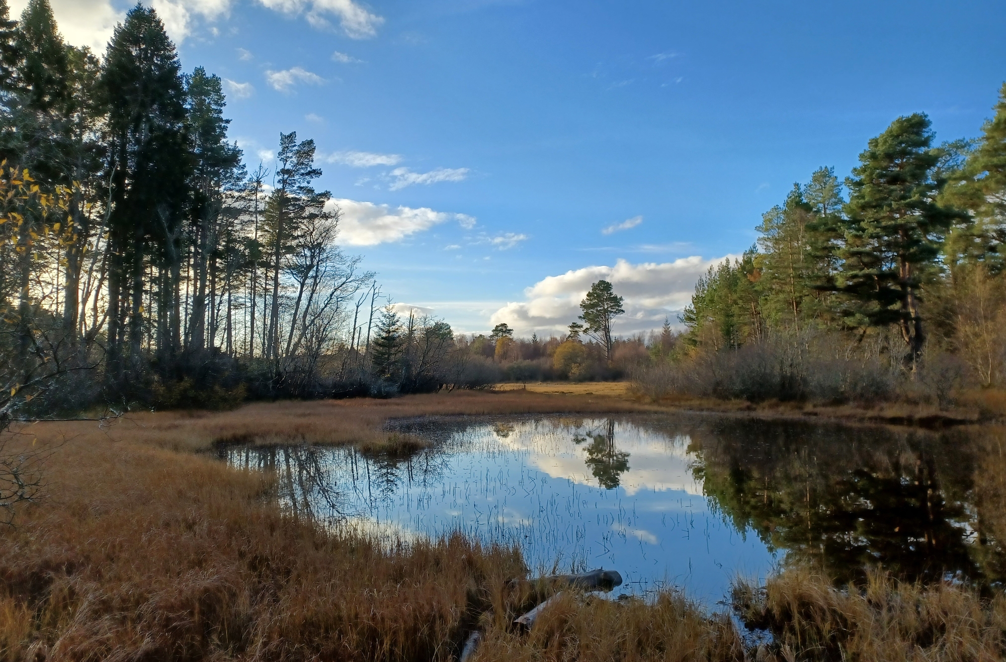 Drooping conifer branch