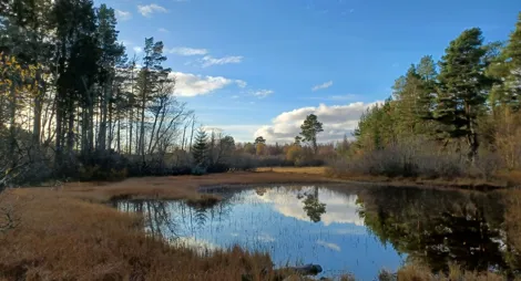 Drooping conifer branch