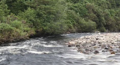 Drooping conifer branch