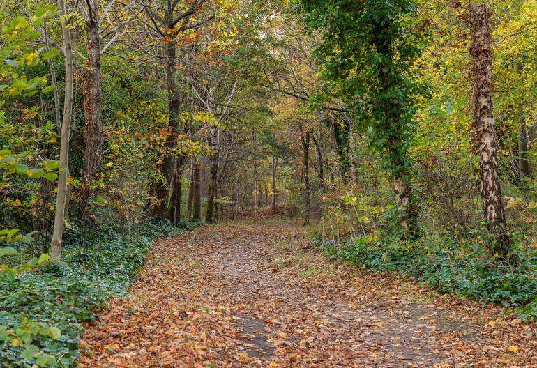 Deciduous trees with green leaves at Auchenshuggle.