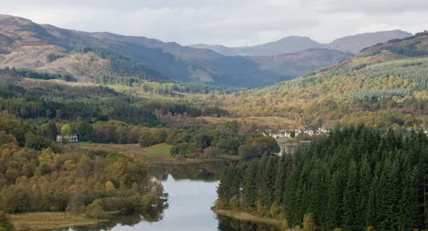 Drooping conifer branch
