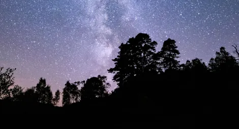 Drooping conifer branch
