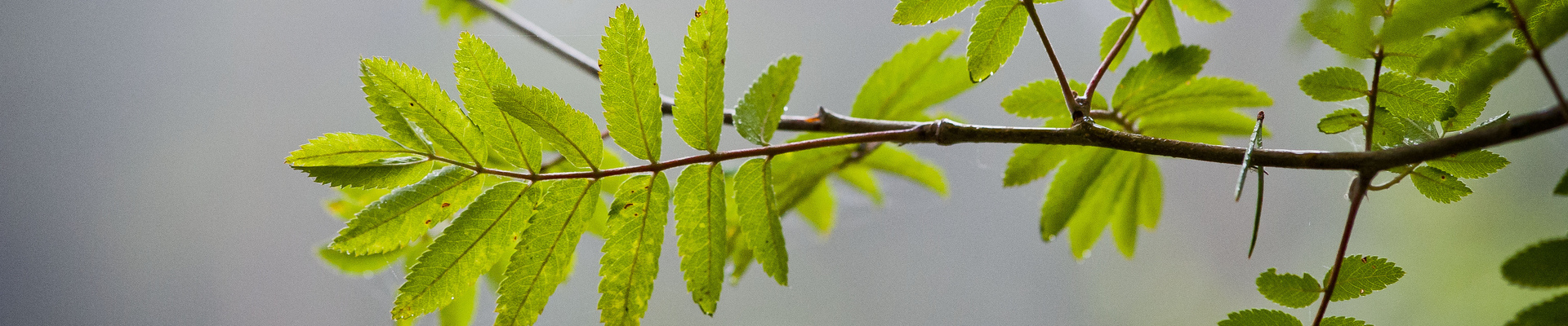Drooping conifer branch