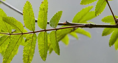 Drooping conifer branch