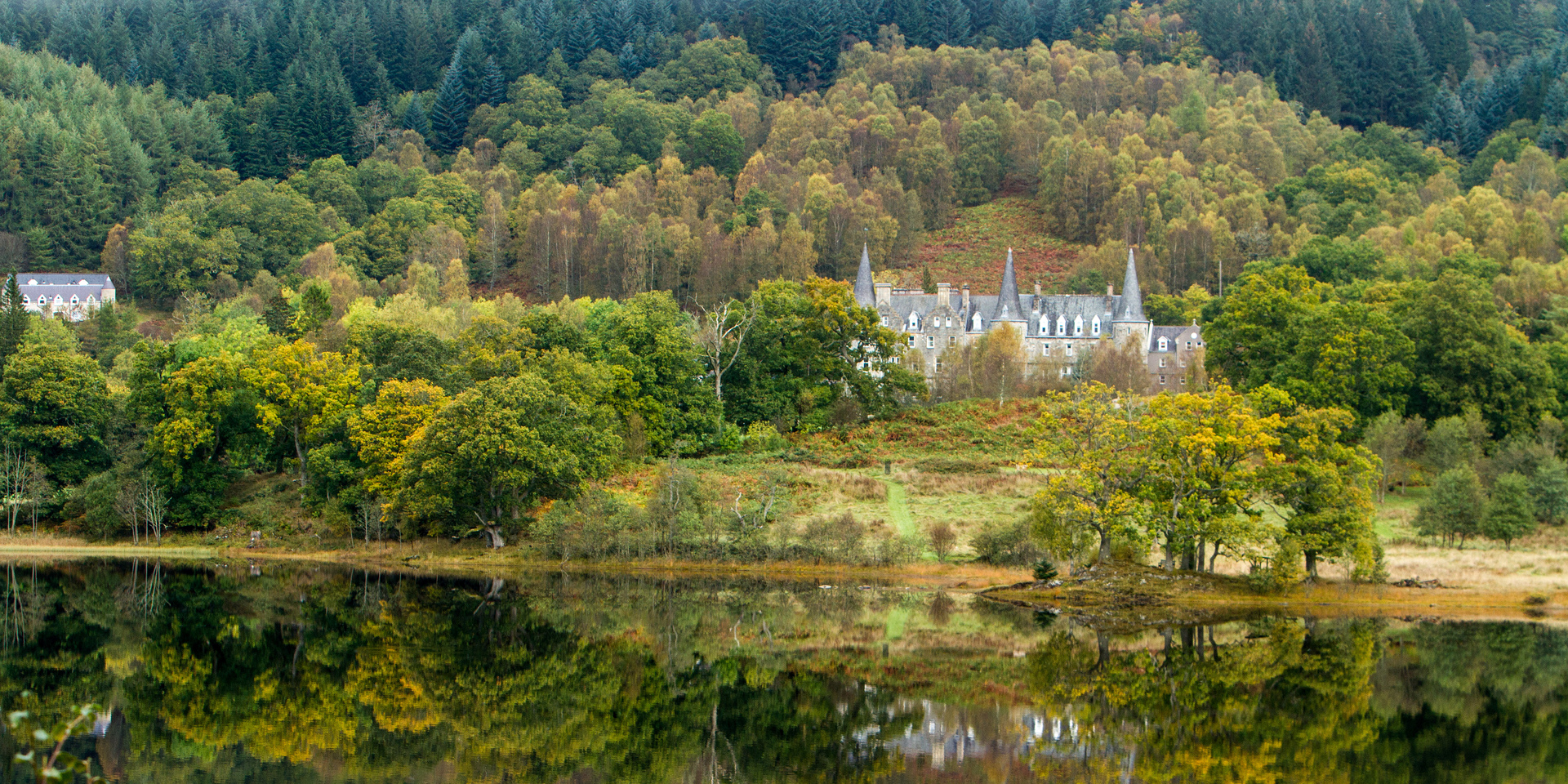 Drooping conifer branch