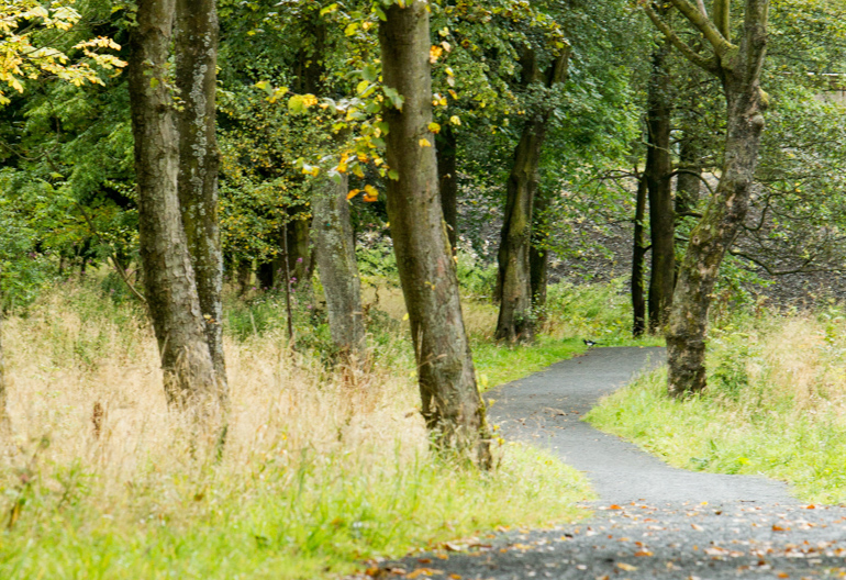 A paved forest path through a grassy mixed forest with leaf litter on the ground