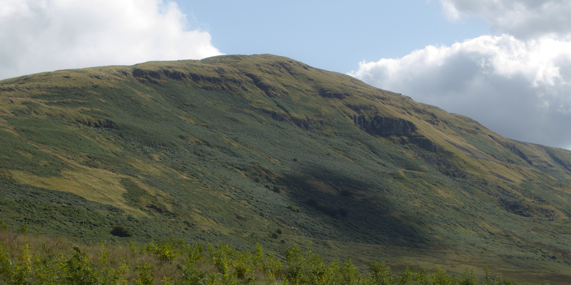 Drooping conifer branch