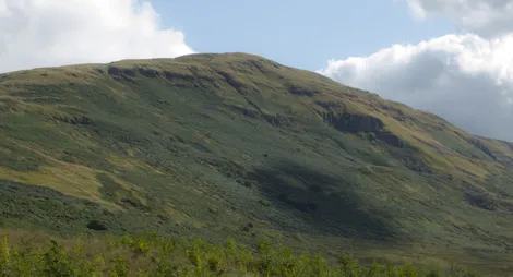 Drooping conifer branch