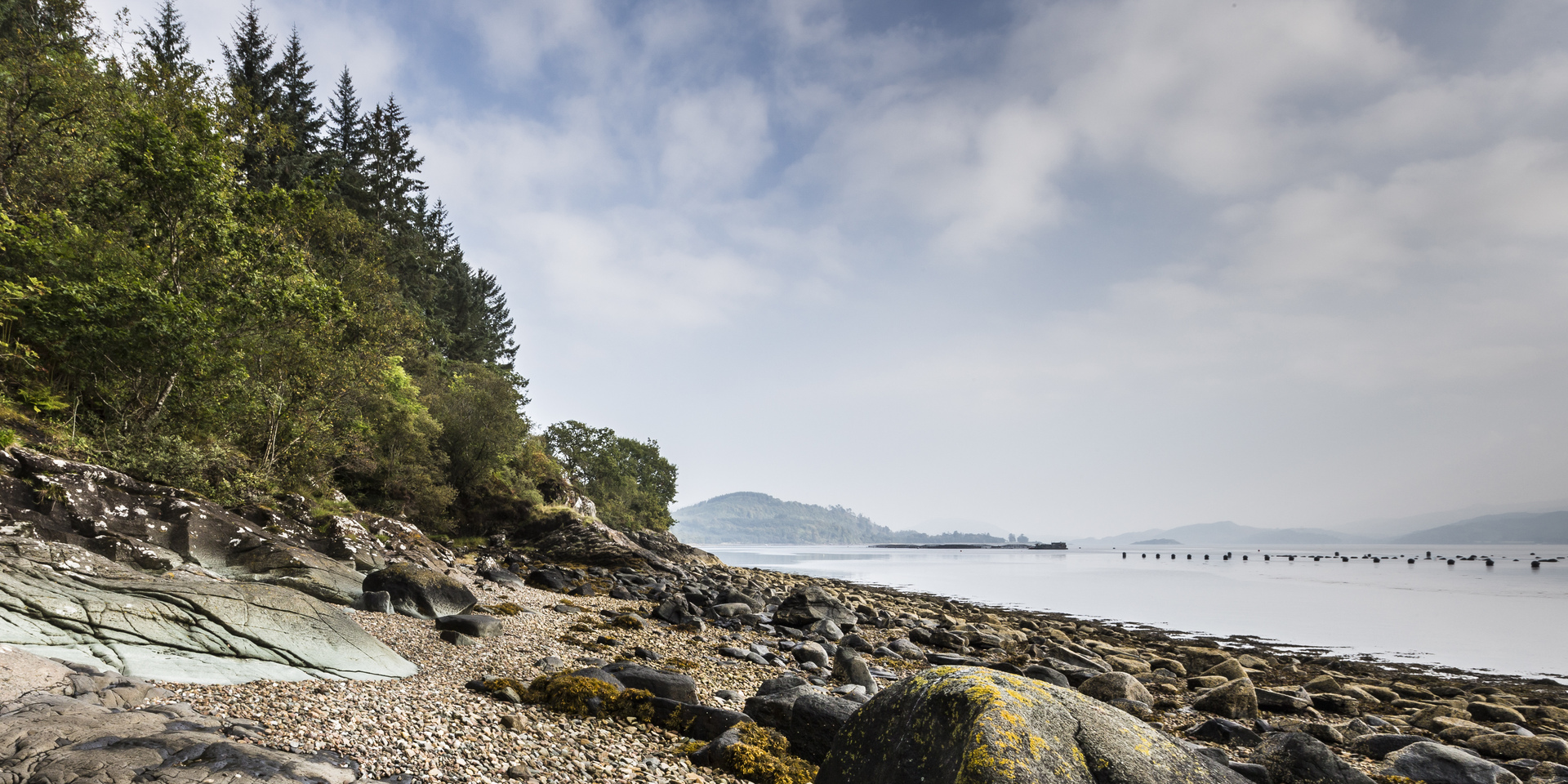 Drooping conifer branch