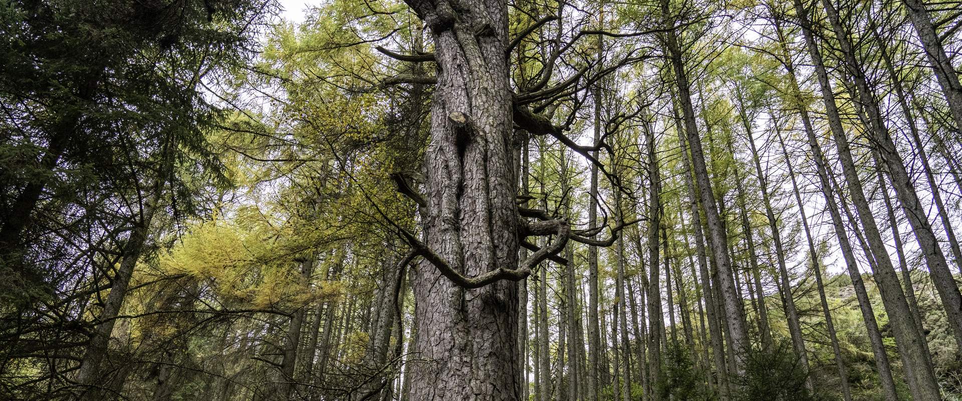 Drooping conifer branch