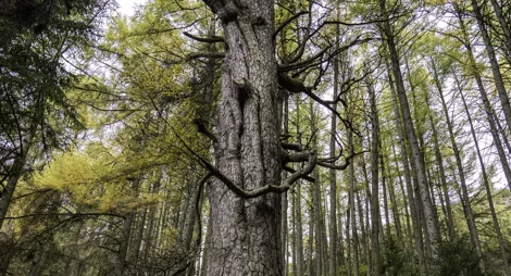 Drooping conifer branch