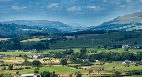 Drooping conifer branch