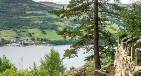 Drooping conifer branch