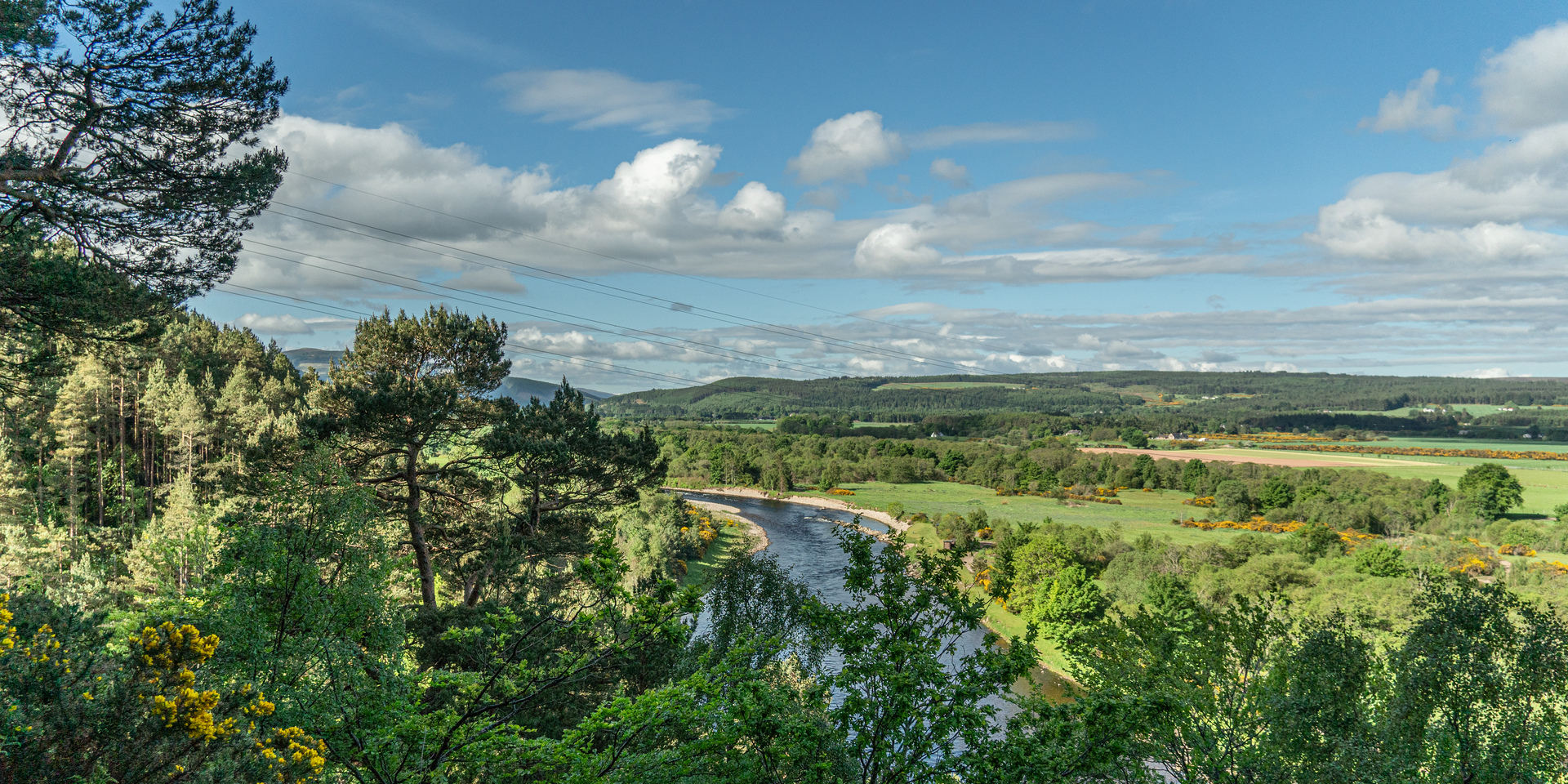 Drooping conifer branch