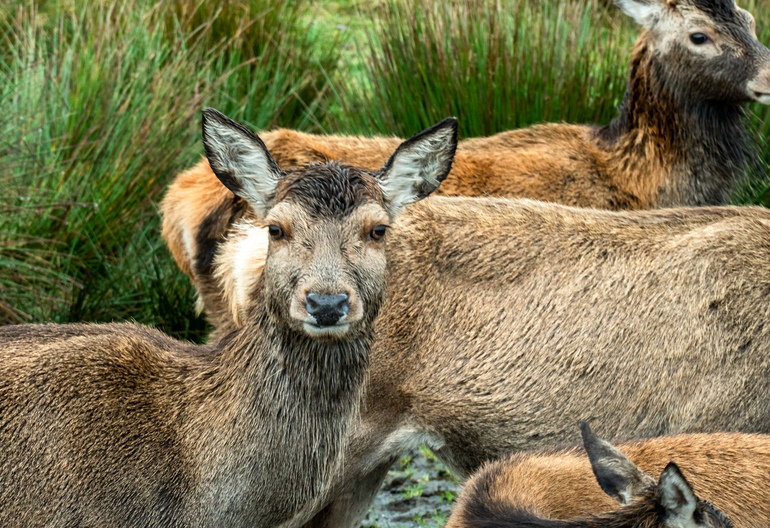 A group of red deer standing in a grassy field together