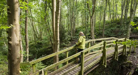Drooping conifer branch