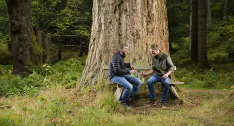 Drooping conifer branch