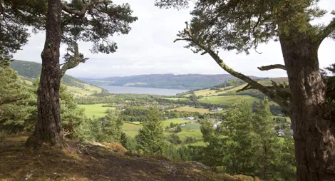 Drooping conifer branch