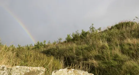 Drooping conifer branch
