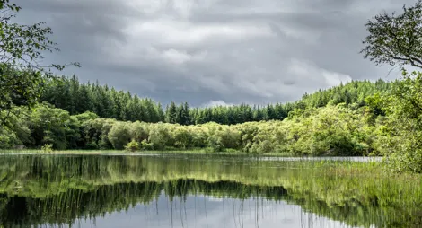 Drooping conifer branch