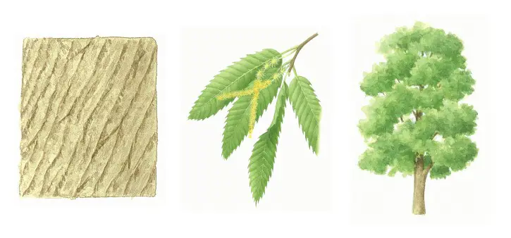 botanical drawings of sweet chestnut tree