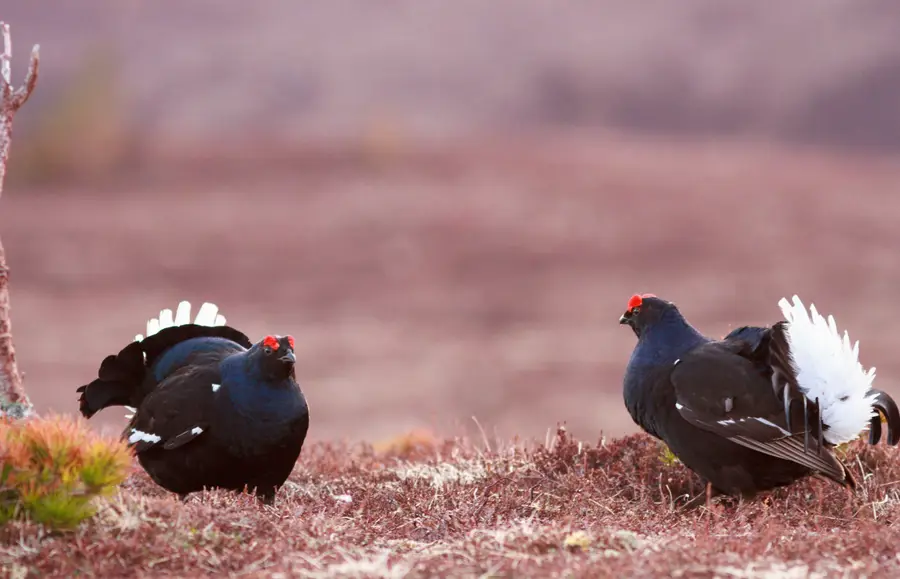 Two black grouse